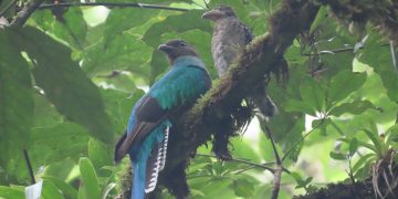 Quetzal hembra junto a su cría en la naturaleza. / Foto: Robin Calderón, guardarrecursos del Conap.