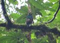 Imágenes del momento entre la madre quetzal y su pichón. / Foto: Robin Calderón, guardarrecursos del Conap.