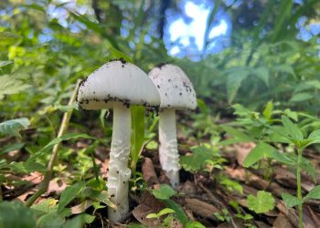 Autoridades invitan a evitar el consumo de hongos silvestres. /Foto: MSPAS