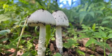 Autoridades invitan a evitar el consumo de hongos silvestres. /Foto: MSPAS