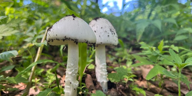 Autoridades invitan a evitar el consumo de hongos silvestres. /Foto: MSPAS