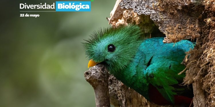 Cada 22 de mayo se conmemora el día de la diversidad biológica. /Foto: MSPAS.