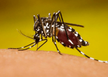 Prevenga el dengue eliminando criaderos de mosquitos. /Imagen con fines ilustrativos