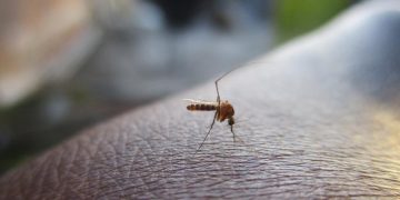 Proteja su hogar del dengue impidiendo los criaderos de zancudo. / Foto: MSPAS.