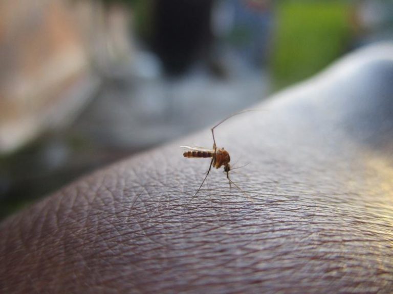 Salud llama a la población a prevenir el dengue en casa ante más de 15 mil 8