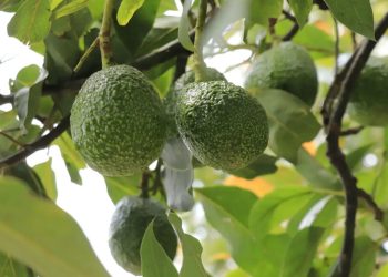 Avances en la apertura del mercado estadounidense para el aguacate Hass