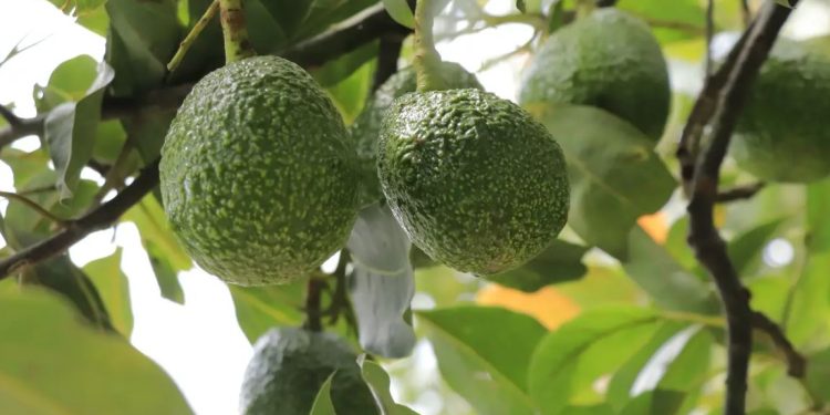 Avances en la apertura del mercado estadounidense para el aguacate Hass