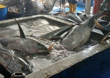 Inspección del buque Templario I por el MAGA, una garantía de pesca sostenible