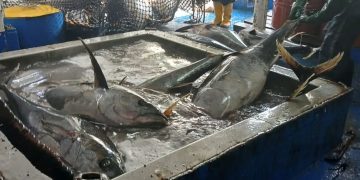 Inspección del buque Templario I por el MAGA, una garantía de pesca sostenible