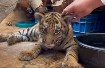Conap asumió la responsabilidad de trasladar al tigre a un centro de resguardo especializado. / Foto: PNC.