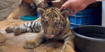 Conap asumió la responsabilidad de trasladar al tigre a un centro de resguardo especializado. / Foto: PNC.