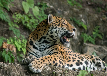 El jaguar es el felino más grande de América. / Foto: Conap.