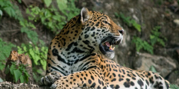 El jaguar es el felino más grande de América. / Foto: Conap.