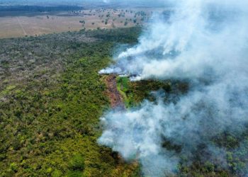Incendios forestales en Guatemala, tardará un siglo para restaurar la selva perdida