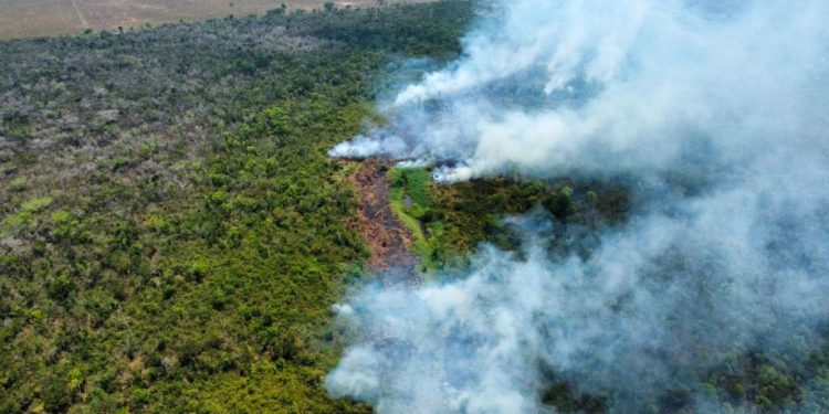 Incendios forestales en Guatemala, tardará un siglo para restaurar la selva perdida