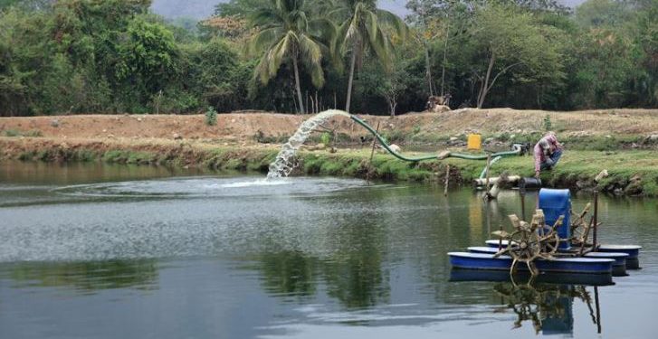 Innovación en la acuicultura, oxigenación artesanal para estanques de tilapias