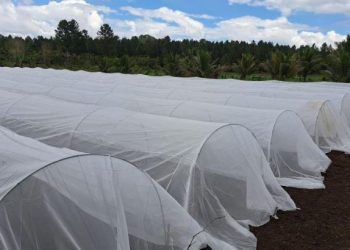Impulsan sistemas innovadores que optimizan la agricultura