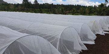 Impulsan sistemas innovadores que optimizan la agricultura