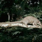 Crece el comercio ilegal en especies menos conocidas mientras cae el tráfico de marfil