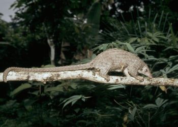 Pangolín, una de las especies en peligro por falsas atribuciones curativas. / Foto: EFE.