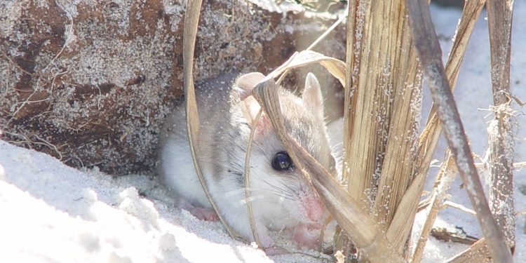 Algunos ratones podrían deber su monogamia a un tipo de célula de reciente evolución.