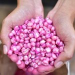 Semillas de maíz mejoradas, adaptadas a las adversidades
