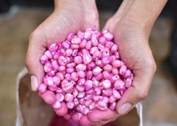 Semillas mejoradas de maíz. / Foto: MAGA.