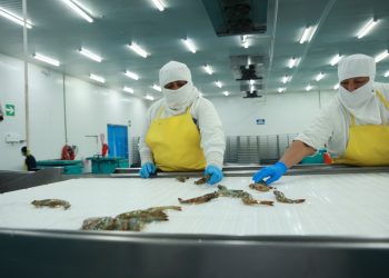 Delegación Brasileña evalúa sistemas de inocuidad de camarón en Guatemala