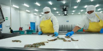 Delegación Brasileña evalúa sistemas de inocuidad de camarón en Guatemala