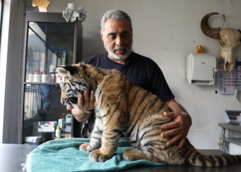 Tigre se recupera con especialistas mientras se define el resguardo adecuado. / Foto: Alejandro García.