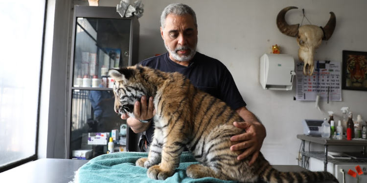 Tigre se recupera con especialistas mientras se define el resguardo adecuado. / Foto: Alejandro García.