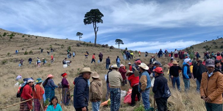 70 mil árboles serán plantados como parte de la campaña Sembrando Huella en San Marcos