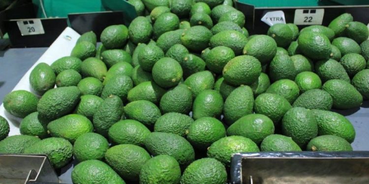 La calidad del aguacate guatemalteco ha hecho que se convierta en un producto apetecido tanto dentro como fuera del país.