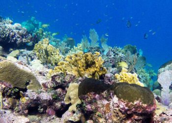 Alertan sobre protección del agua enfocada en los océanos. / Foto: Archivo.