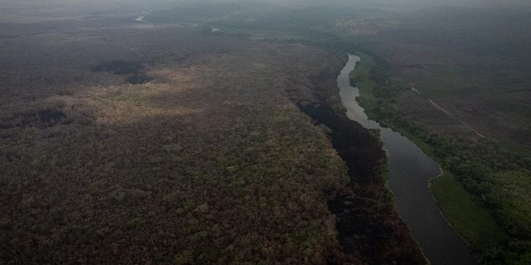 Los incendios forestales consumieron más de 15 mil hectáreas de bosque en la selva maya de Petén.