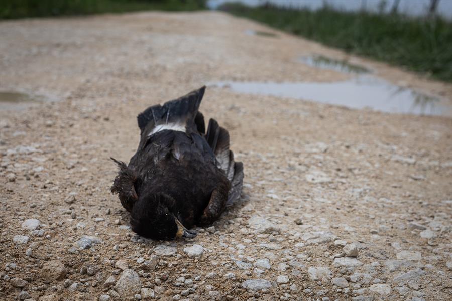 Un halcón muerto a causa de los incendios en el parque nacional Laguna del tigre, en Petén.