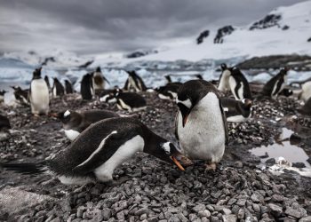 La población de pingüinos en la Antártida se ha reducido en los últimos años.