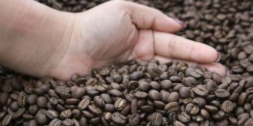 El café es uno de los productos con los que se posiciona Guatemala. / Foto: DCA.