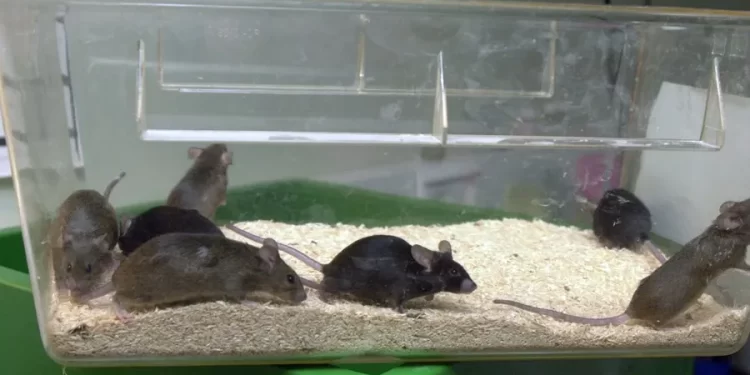 Estudio revela pruebas de terapias humanas en animales. / Foto: EFE