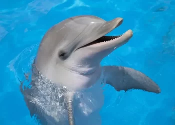 Estudio en delfines revela relación entre juegos y niveles de reproducción. / Foto: Dolphinaris.