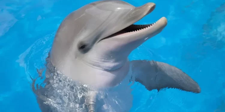 Estudio en delfines revela relación entre juegos y niveles de reproducción. / Foto: Dolphinaris.