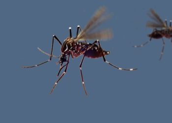 Salud aumenta esfuerzos para combatir el dengue en el país