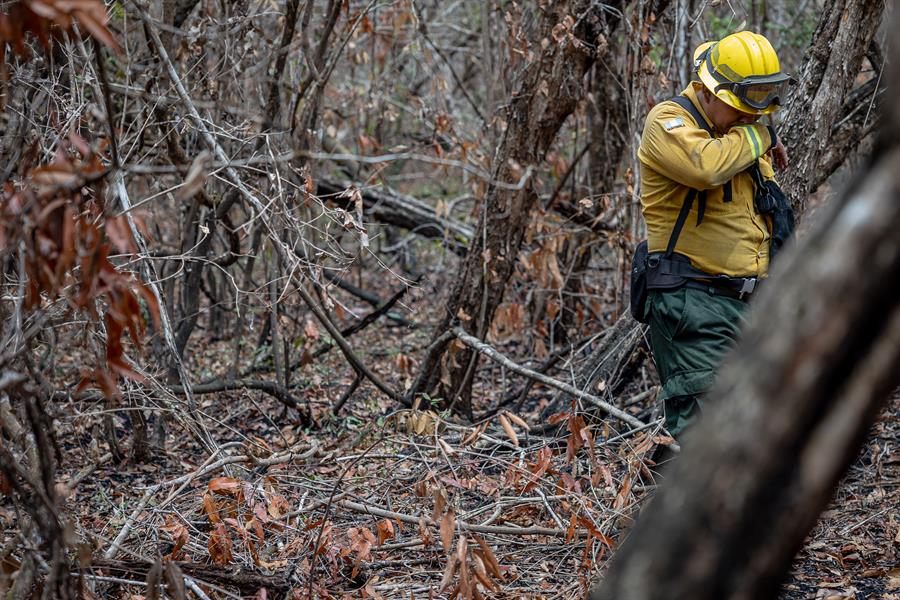 Un bombero forestal camina entre arboles afectados por los incendios en el Parque Nacional Laguna del Tigre, Petén, el 13 de junio de 2024.