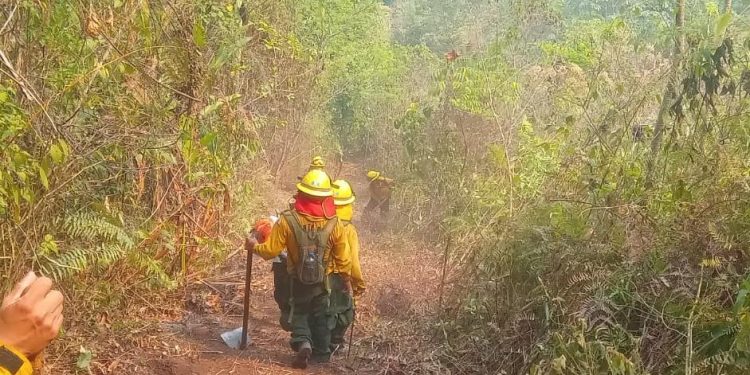 Conred reporta 87 incendios activos, de los cuales 46 se ubican en Petén