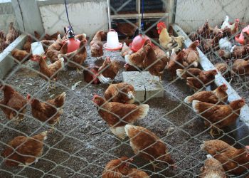 Más de 33 mil 800 aves de traspatio con vacunación para salvaguardar la salud de la avicultura familiar en Petén