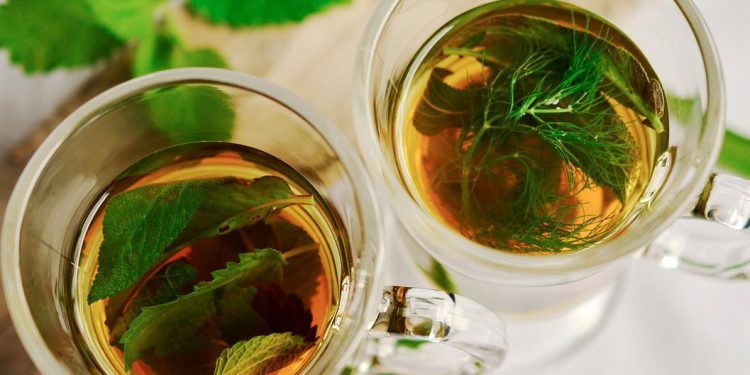 La naturaleza provee antibióticos aún no estudiados. / Foto: iSalud.