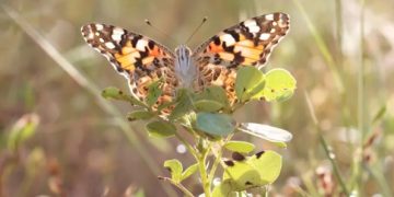 Científicos documentan el vuelo de más de 4 mil km de mariposas desde África hasta Sudamérica.