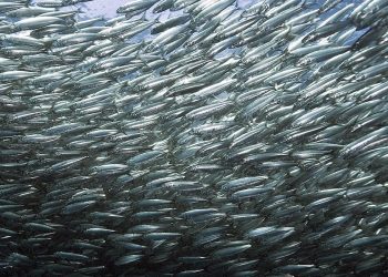 Migración de sardinas de Sudáfrica, la más grande del mundo. / Foto: Descubre tu mundo.