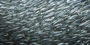 Migración de sardinas de Sudáfrica, la más grande del mundo. / Foto: Descubre tu mundo.