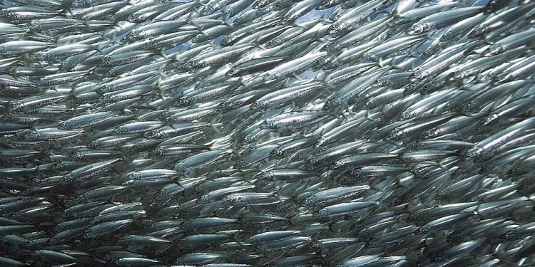 Migración de sardinas de Sudáfrica, la más grande del mundo. / Foto: Descubre tu mundo.